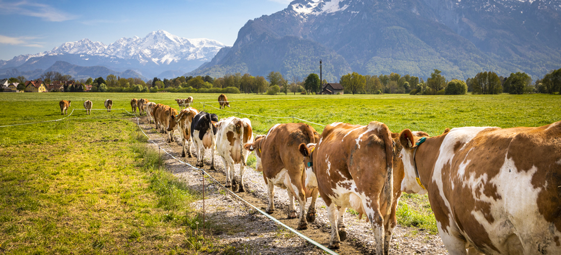 schlagerbauer_urlaub-am-bauernhof-salzburgerland